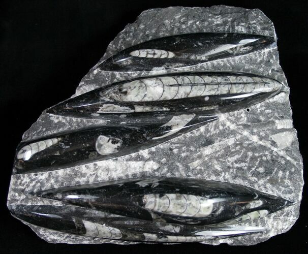 Polished Orthoceras (Cephalopod) Plate - #12111